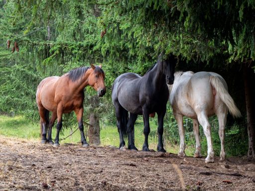 A group of 3 horses of 3 colors black, brown and white in the park with trees