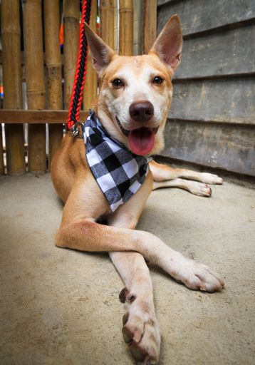 A vertical shot of an adorable Philippine dog on leash with a checkered neckerchief