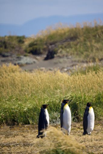 A vertical shot of a group of cute Emperor penguins hanging out in the Tierra del Fuego, Patagonia