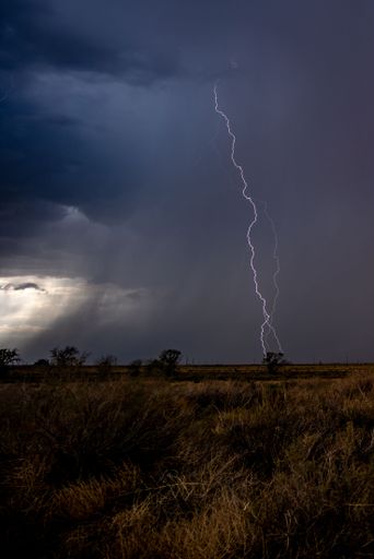A vertical shot of a beautiful forest on a stormy day in New Mexico, USA