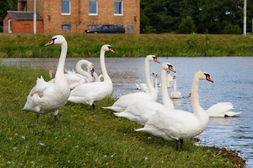 A closeup shot of swans walking on a grassy field near the water with a blurred background
