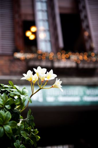 A vertical shot of a cluster of orchids growing outdoors