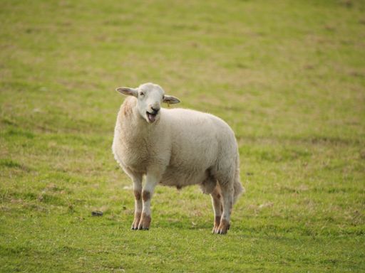 A cute and happy sheep standing in a large green field during daylight