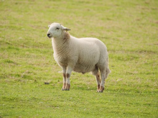 A cute and happy sheep standing in a large green field during daylight