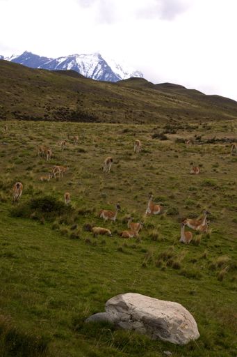 A vertical shot of a field full of animals in Torres del Paine National Park, Chile