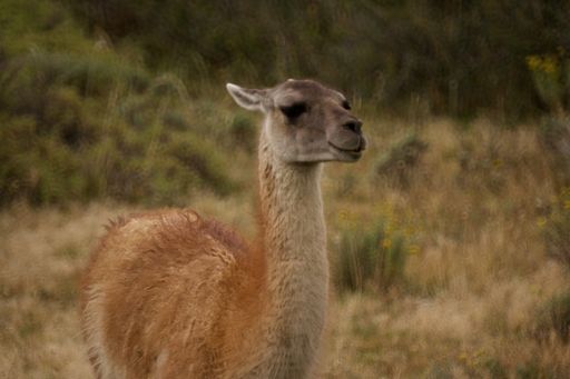 A selective focus closeup shot of a cute guanaco camelid in Torres del Paine National Park, Chile