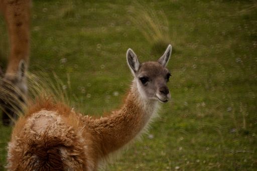 A selective focus closeup shot of a cute guanaco camelid in Torres del Paine National Park, Chile