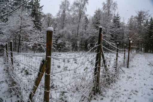 A beautiful winter landscape with trees covered with fresh snow in a forest
