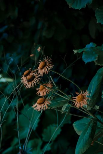 A shallow focus shot of beautiful daisies in a blurry green background