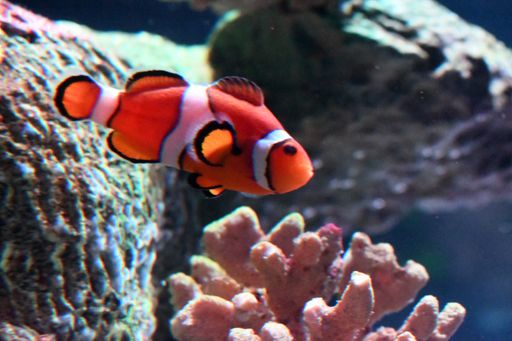 A closeup shot of a cute coral fish swimming in the water