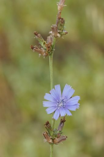 Vertical closeup on the soft blue flower of a mediterranean wild cichory, Cichorium intybus