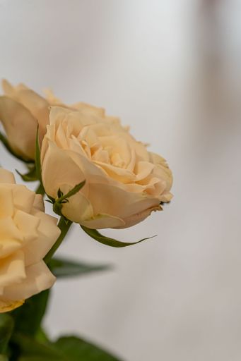 A vertical closeup shot of blooming white orange roses in a vase
