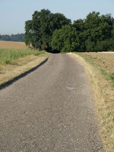 A vertical shot of a small empty country road leading to a forest with yellow fields on both sides and blue sky background