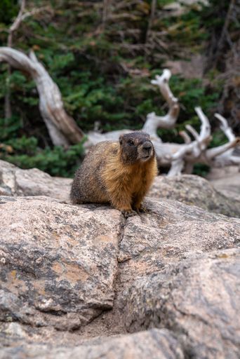 A vertical shot of a large marmot in the wilderness sitting on top of a rock in daylight