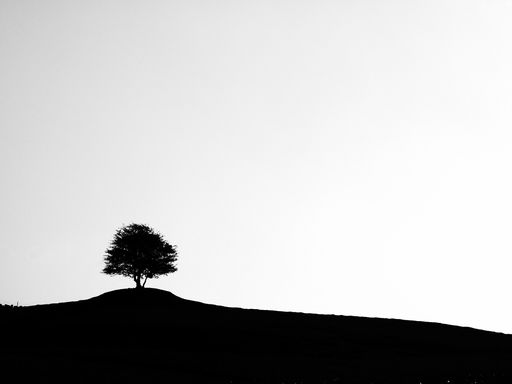 A silhouette of a single tree on a hill with a white background
