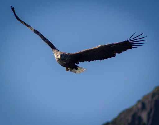 Big Eagle flying in the sky