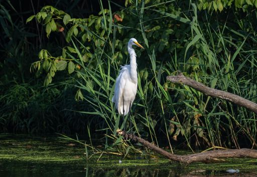 A beautiful shot of great white egret standing on a dead tree branch sticking out of the swamp water
