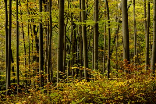 A beautiful shot of a forest with tall green leafed trees in Germany