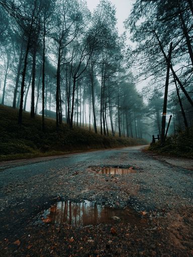 A vertical shot of puddles on a pathway between trees on a foggy day in a park