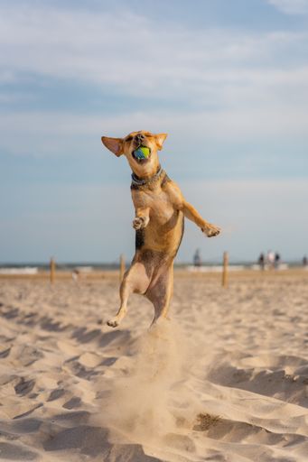 A vertical closeup shot of a companion dog catching a ball while running on the sand