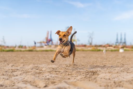 A closeup shot of a companion dog running on the sand