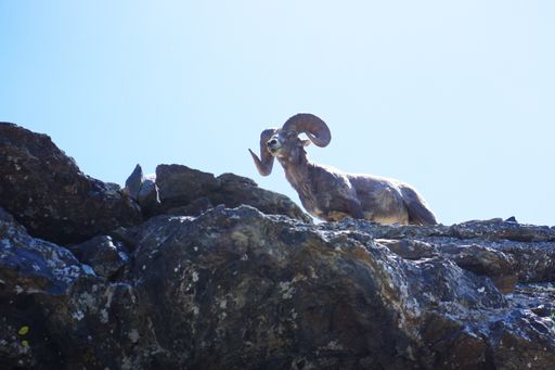 A low angle shot of a Dull sheep confidently standing on a rock in Glacier National Park, Montana