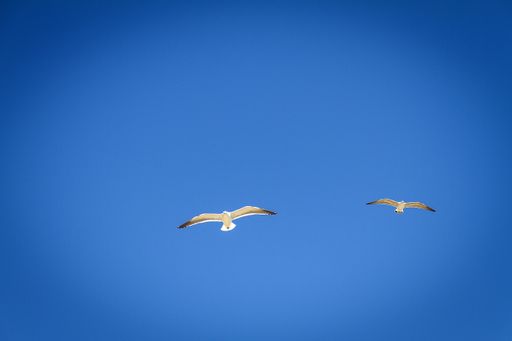 A low angle shot of two seagulls flying the clear blue sky