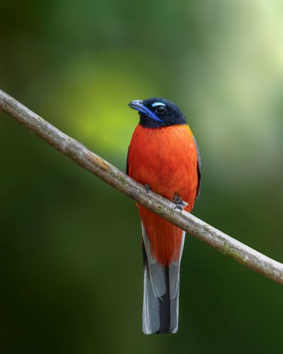A closeup shot of a scarlet-rumped trogon bird species perched on a twig on a green background