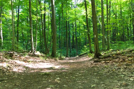 A beautiful shot of a narrow pathway in the middle of the tall green trees of forest on sunny day