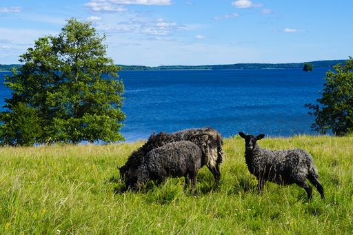 A closeup shot of black sheep near a lake