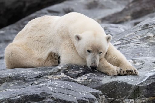 A closeup of a polar bear on a rocky shore at Svalbard