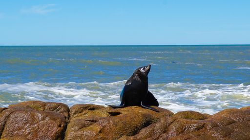 A breathtaking shot of a sea lion in the rocky seashore at Cabo Polonio