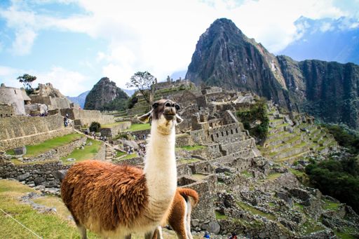 A closeup shot of an alpaca and the city of Machu Picchu in Peru