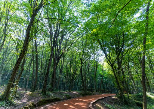 A walking trail through a lush green forest in Istanbul, Turkey