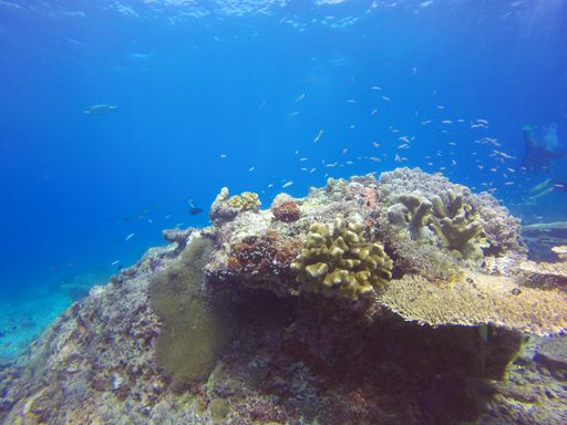 A beautiful shot of a scuba diving view in Sipadan Borneo