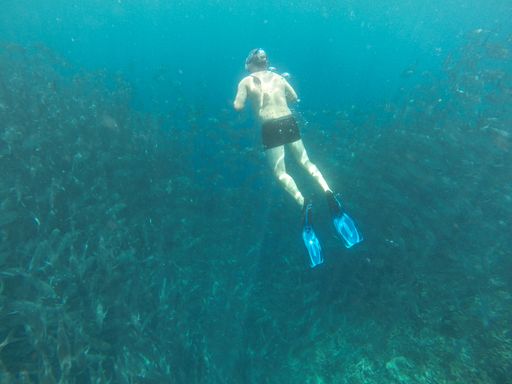 A breathtaking shot of an underwater landscape with tropical fishes and diver in Sipadan island