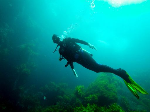 A diver exploring the amazing underwater world of the Poor Knights island in New Zeland