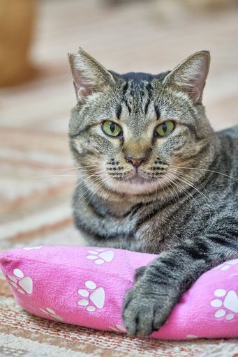 A vertical shot of a European shorthair lying on a pink pillow on the carpet