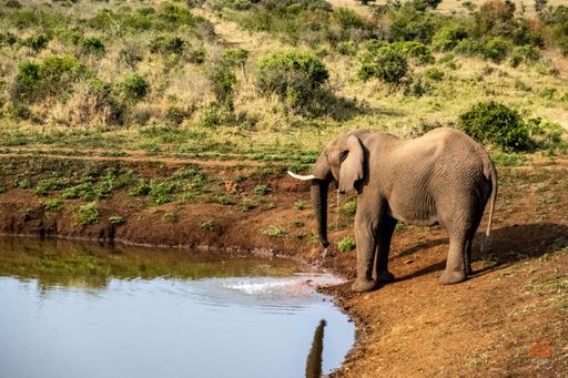 A scenic view of an elephant drinking water from a pond