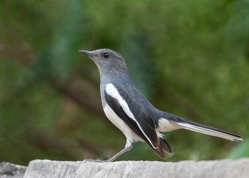 A closeup shot of an oriental magpie bird perched on a stone surface