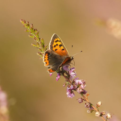A closeup of butterfly perching on blooming tree isolated in blurred background