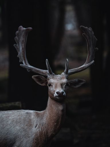 A vertical shot of a cute European fallow deer in nature looking at a camera