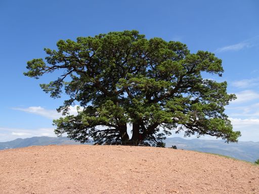 A low angle shot of a large green tree on a brown hill