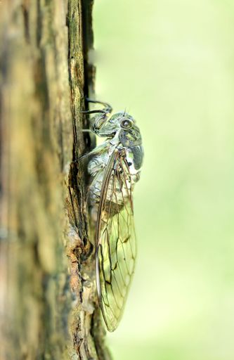 A vertical shot of a cicada perched on a tree trunk