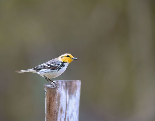 A closeup of a golden-cheek warbler on a piece of wood