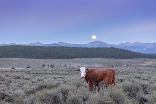 A beautiful view of a cow in a field with the moon over the hills in the background