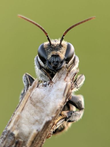 A vertical macro shot of a bee on a plant against green background