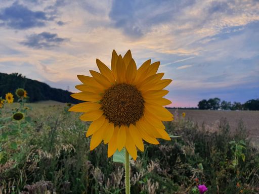 A closeup of a beautiful yellow sunflower in a field in the countryside