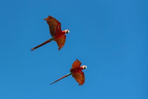 scarlet macaw, Ara macao, a beautiful parrot flying in blue sky