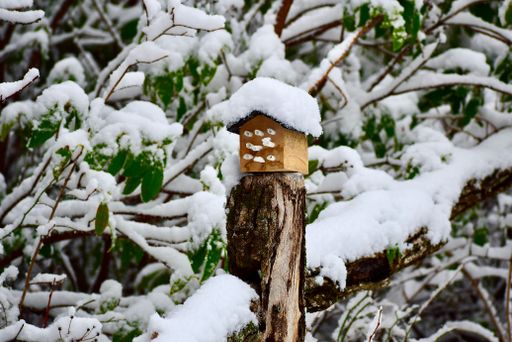 A mason bee house covered with snow.